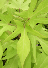 Ipomoea batatas 'Goldfinger'